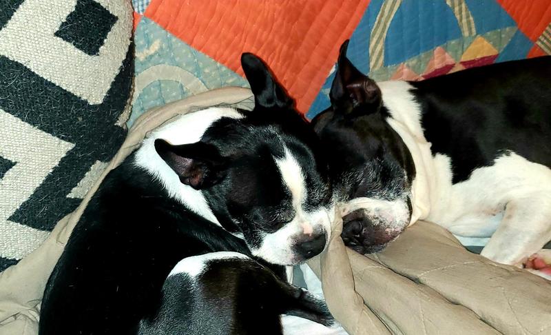 They were inseparable