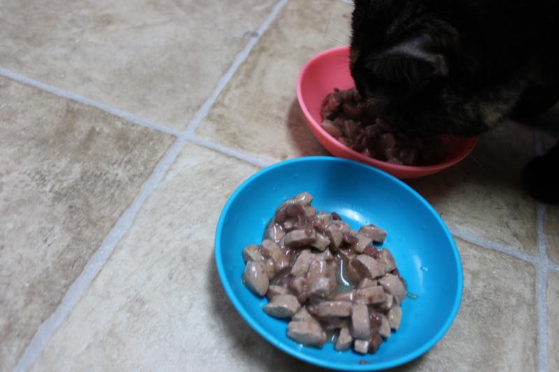 My oldest cat licking up the gravy