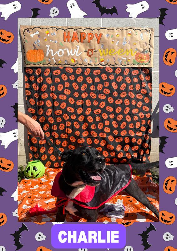 Count Charlie in his cape