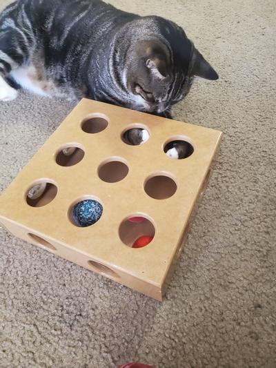 smart cat peek and play toy box