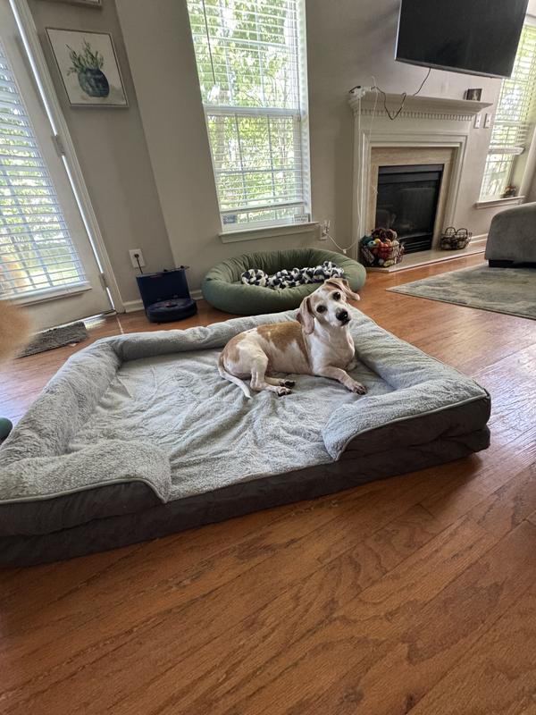 20lb dachshund for size reference