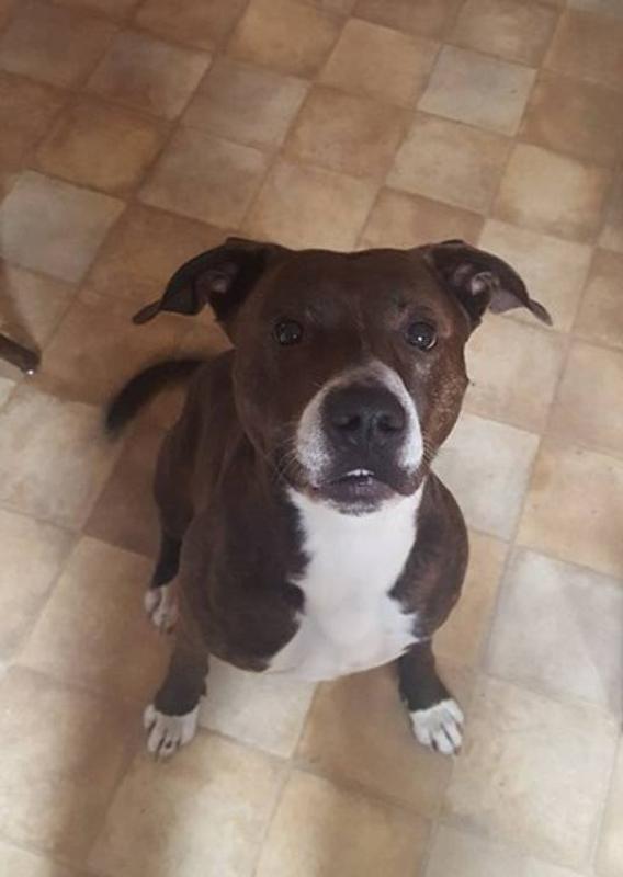 Chopper. My 13 year old Pittie and Love Dog.