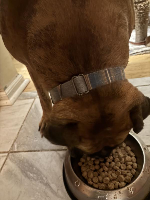 Cinnamon chowing down on her dinner. We use as topper, mix-in, and training treat, too.