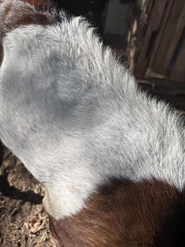 Red and white buck in rut, hair looking rough: initial photo before starting the supplement