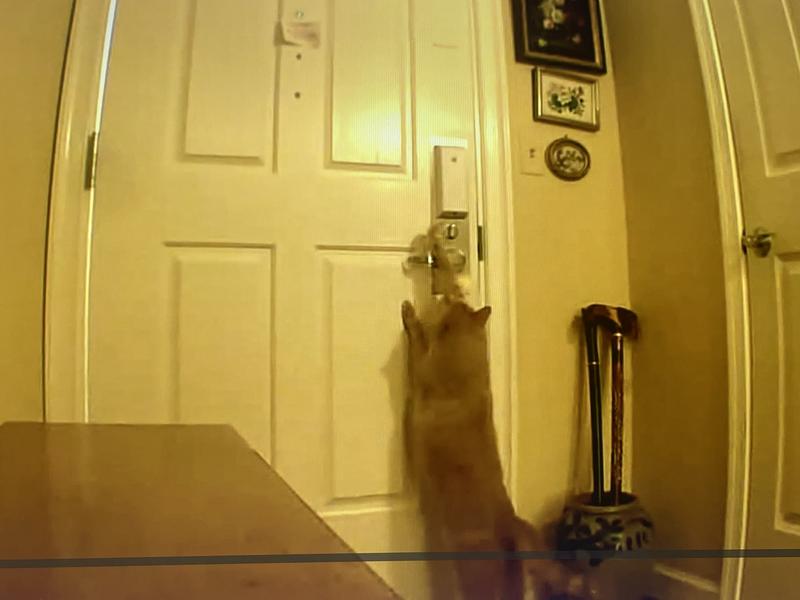 My cat opening doors!