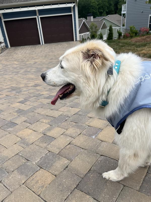 Poor thing was panting heavily after short walk