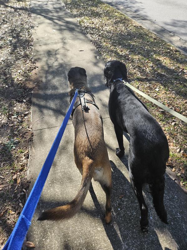 Lil sis, 1 year mal is just as big as 5 year old flat coated retriever