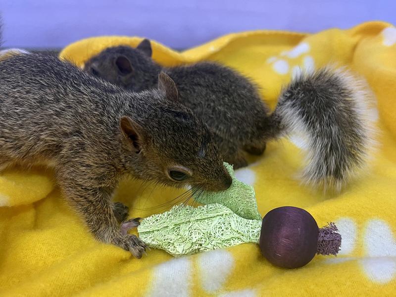 Squirrel chewing the A&E Company Turnip Chew.