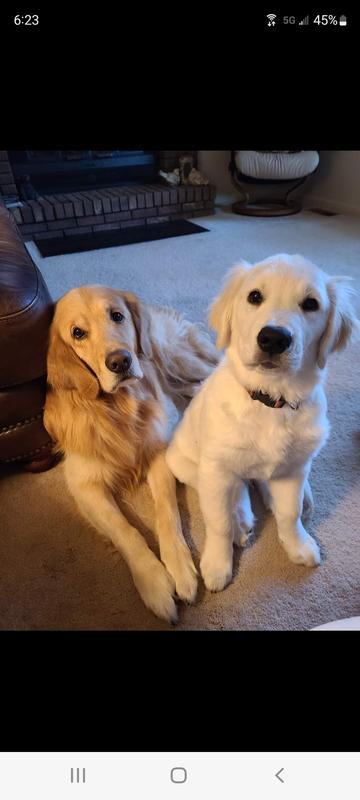 Baxter on the left, Sawyer on the right.
