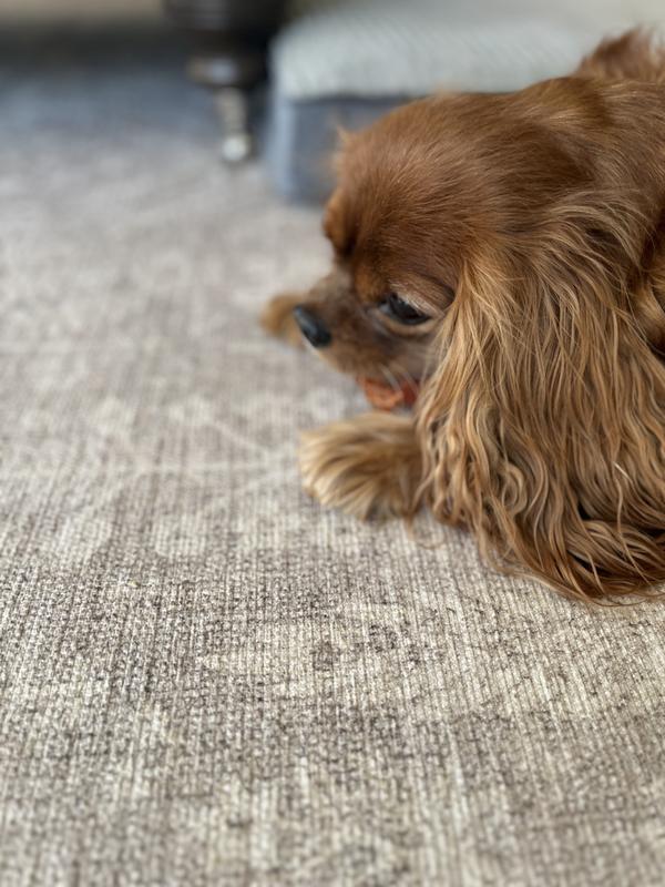 The first one is a gentle chewer and appreciated the shape. The other one got it into a straight stick pretty quickly and had it down her throat and mouth. I took it away from her in abou 10 min. The first dog kept it in a ring shape for several days.