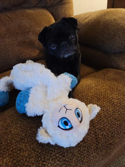 A pug girl and her lamby!