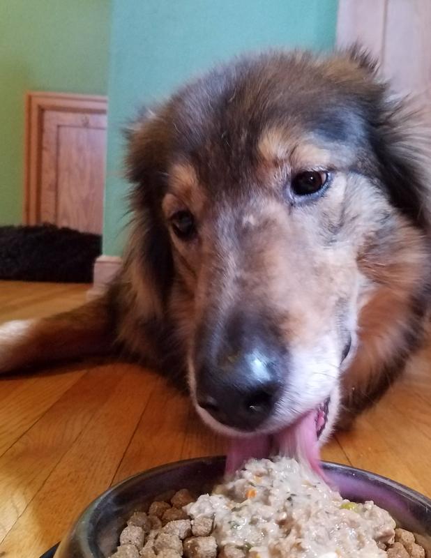 Teddy enjoying his meal.  Yes, he licks the stew off the kibble first.  He prefers to eat his meals laying down; it's just a quirk of his.