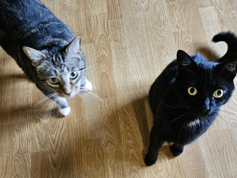 Tugger and Ralphie waiting patiently