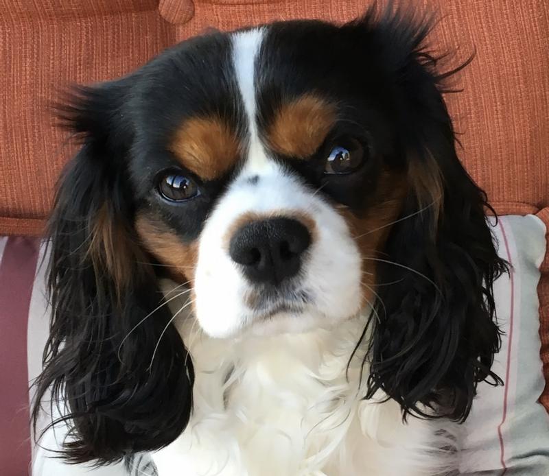 My 8 year old Cavalier