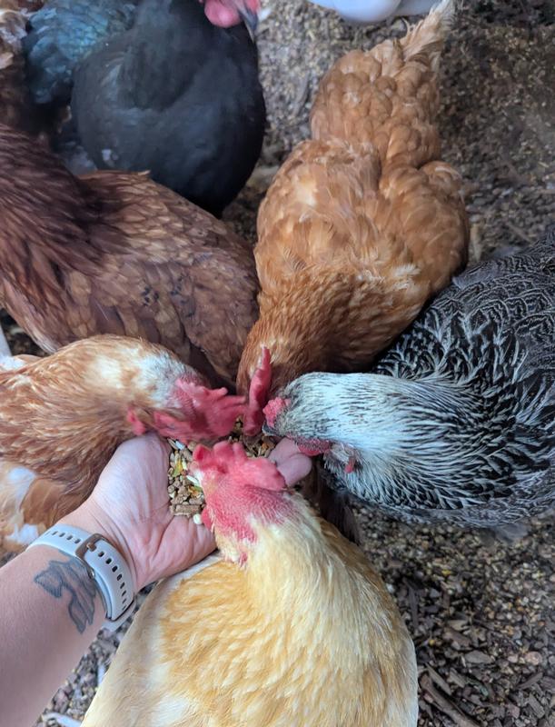 My girls absolutely gobbling up the ADM feed