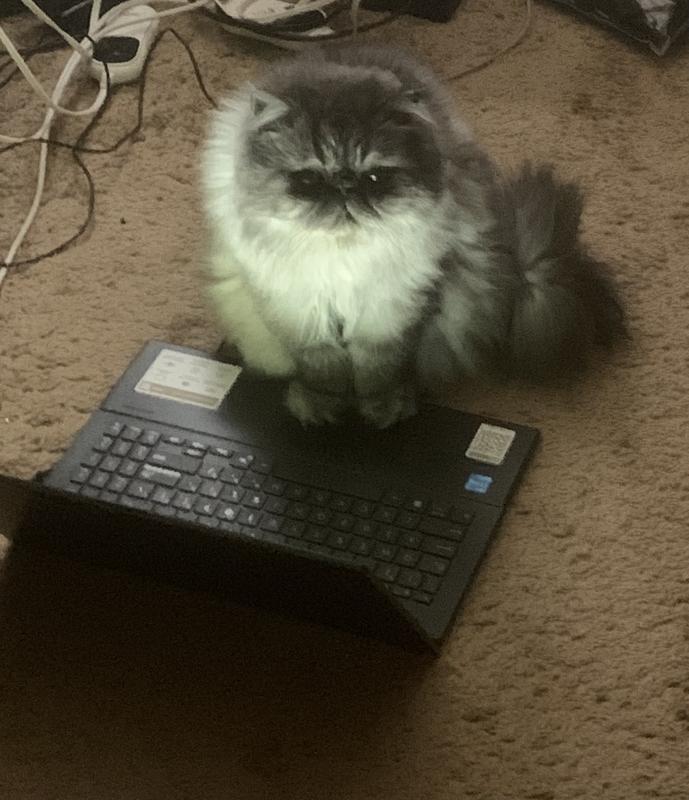 Ninja sending an email to Chewy thanking them for Boxiecat probiotic cat litter