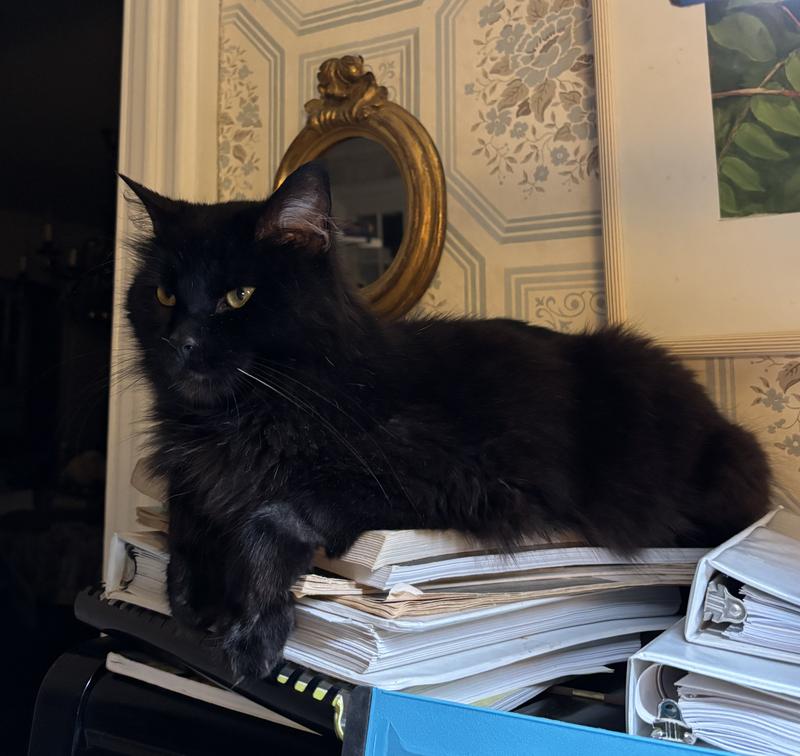 Dracula lounging on the piano, while I play!