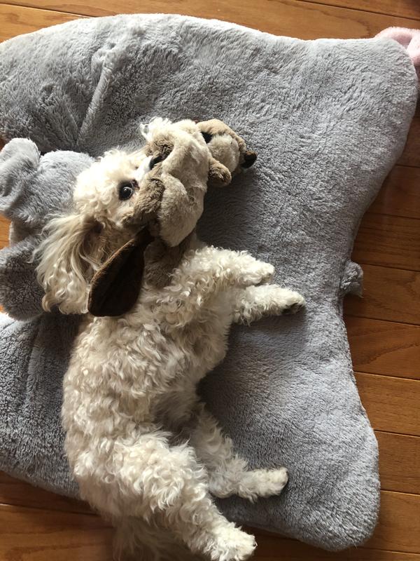 Schnauzer pillow clearance pet walgreens