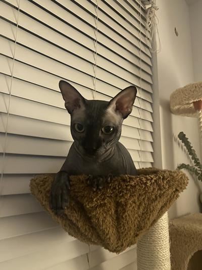 This one doesn't like the basket. Had to force him to get in there with a treat