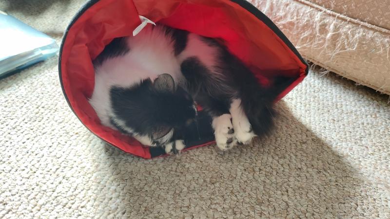 Waffles loves the bug the most!