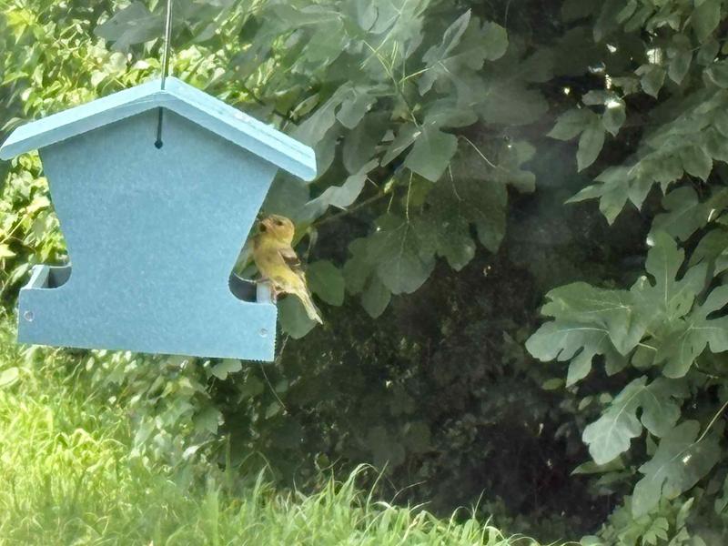 Female goldfinch! So exciting to see her!
