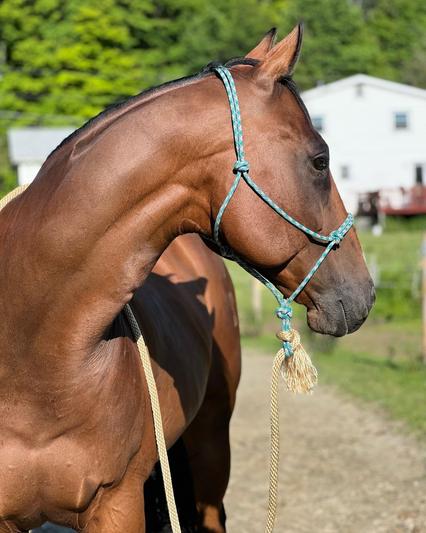 Weaver Leather Silvertip #95 Rope Halter with 10' Lead