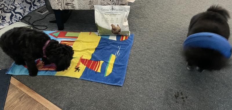 (insert little happy doggie noises here)