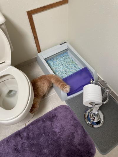 PETSAFE ScoopFree Complete Plus Self-Cleaning Litter Box 