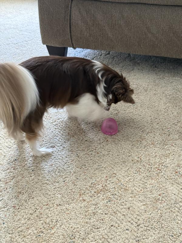Treats or a little kibble to keep her interested.