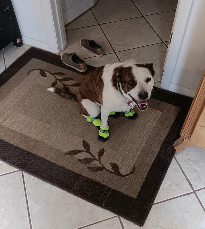 Fae, 36 lbs, small boots