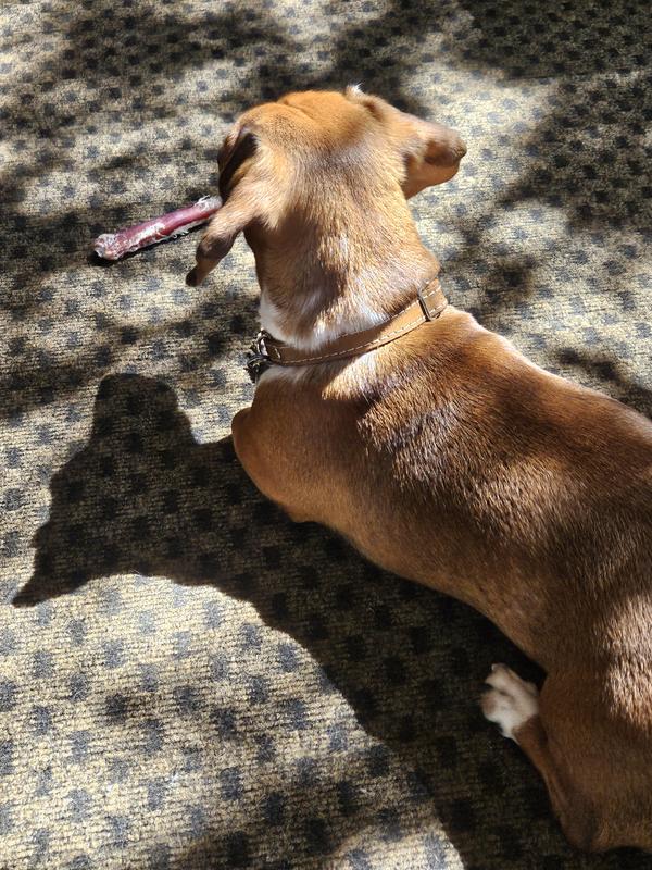 NATURAL FARM OdorFree Bully Sticks Dog Treats, 7in, 10 count