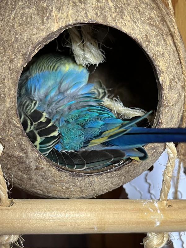 This is my sweet budgie, Blu!