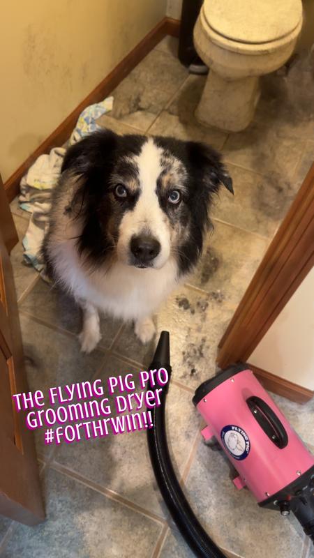 Flying pig hotsell dog dryer