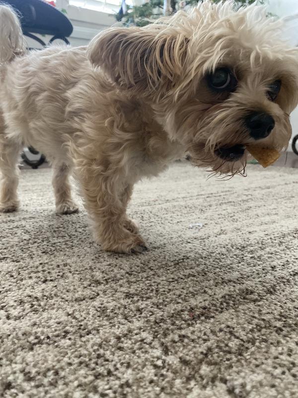 He’s a little possessive when it comes to Hu’s treats.