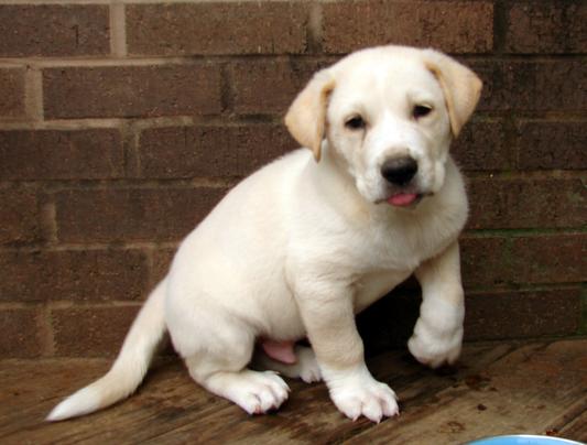Rudy, a Great Pyrenees Lab mix, saved by Purina ProPlan puppy food