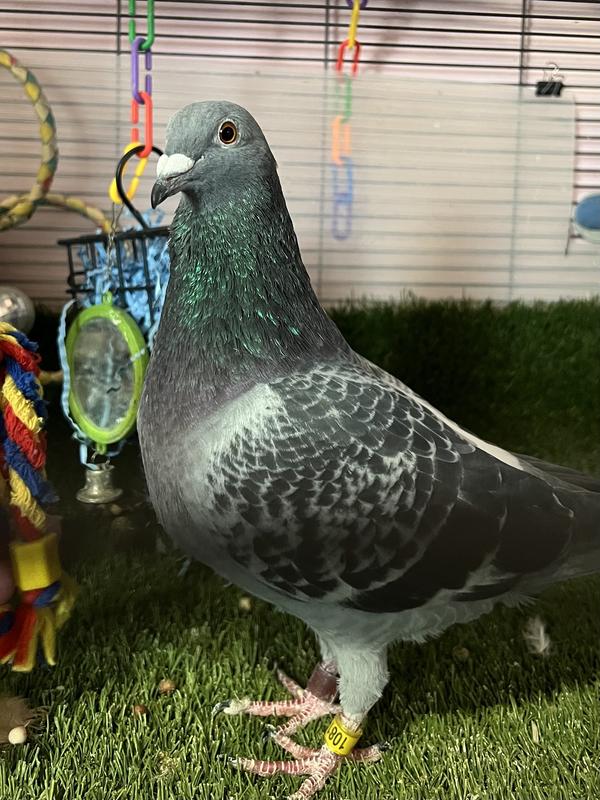 Pigeon in an indoor enclosure