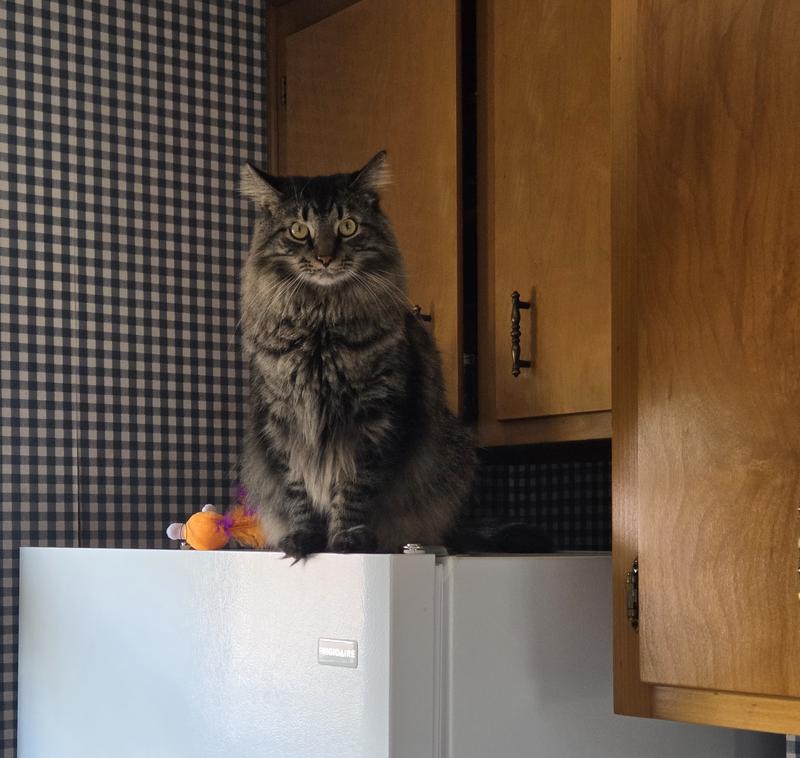 Waiting for his Churu!