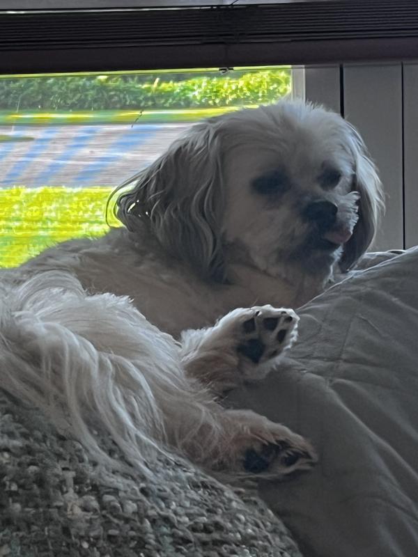 13yrs old and still runs for a cookie!