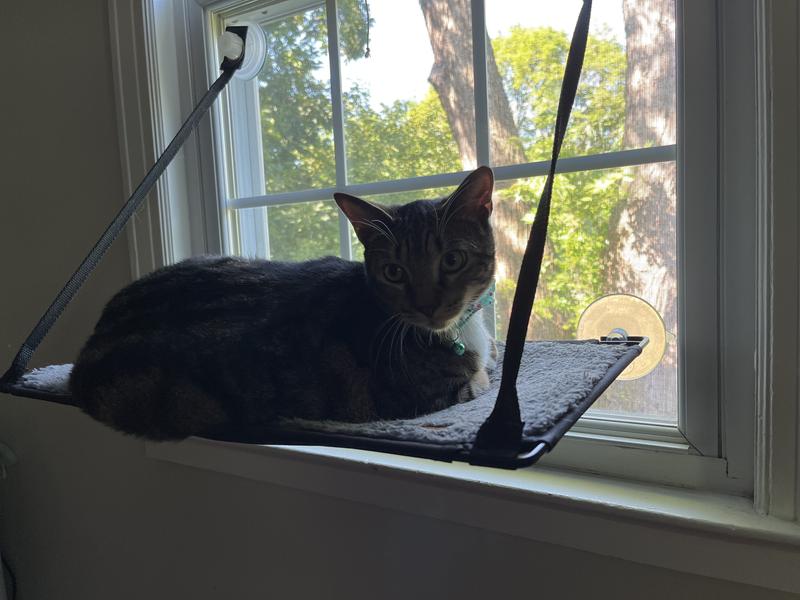 K&H PET PRODUCTS EZ Mount Cat Window Perch, Gray