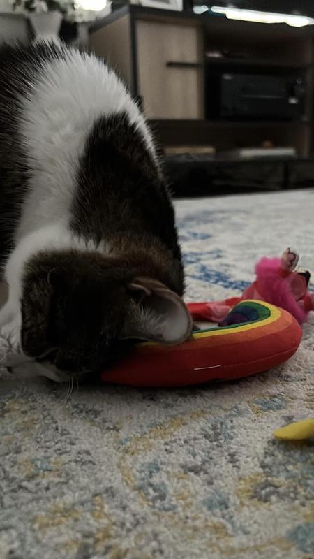 The best catnip rainbow ever!