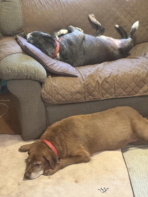 Sleeping peacefully…no scratching.