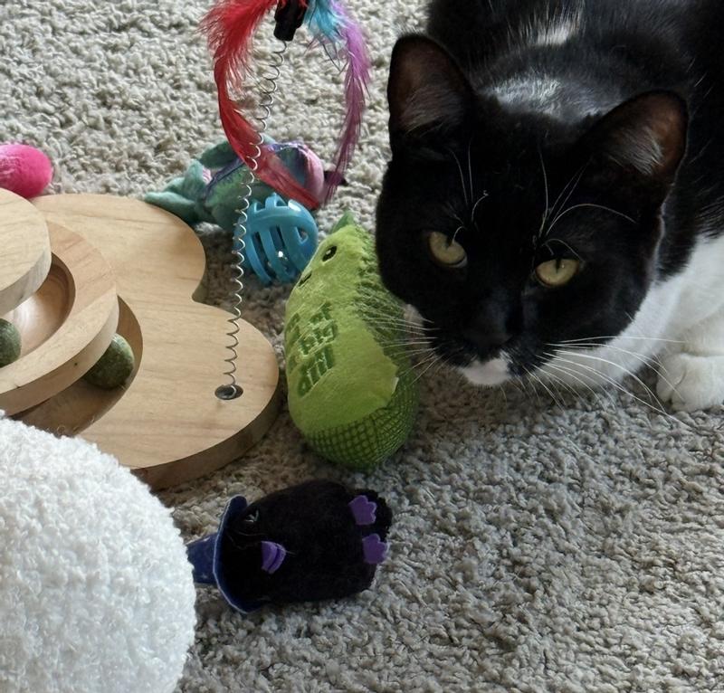Sheldon adding the raven to his current preferred toy stash