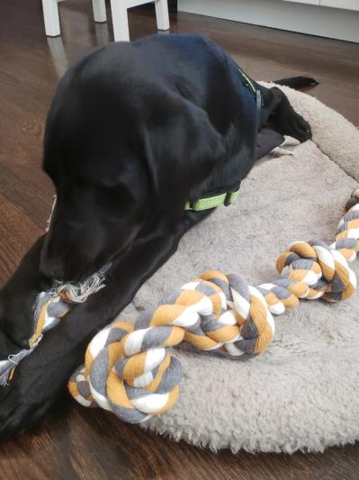 Ned loves his "chewy"