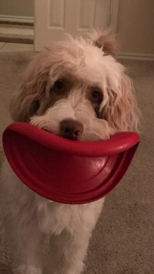Roxy with her favorite Kong frisbee from Chewy