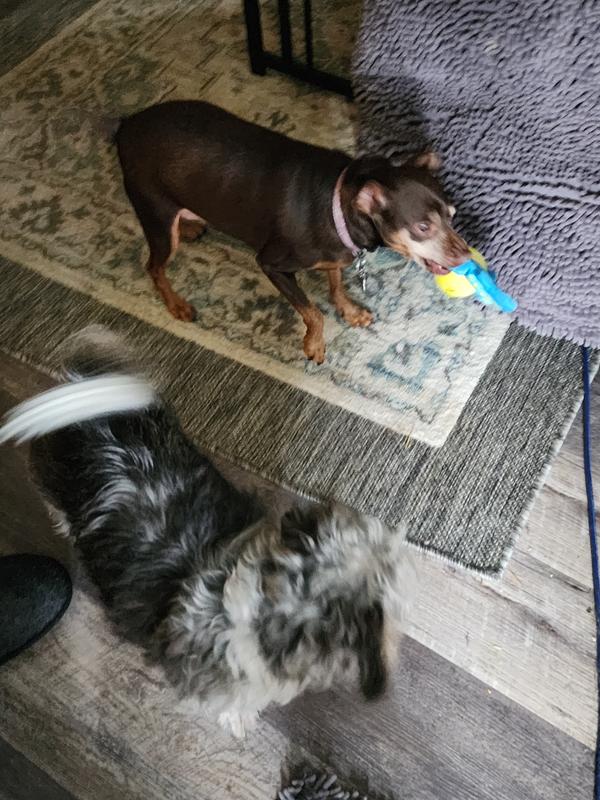 Dash found the crinkly sound in the wings