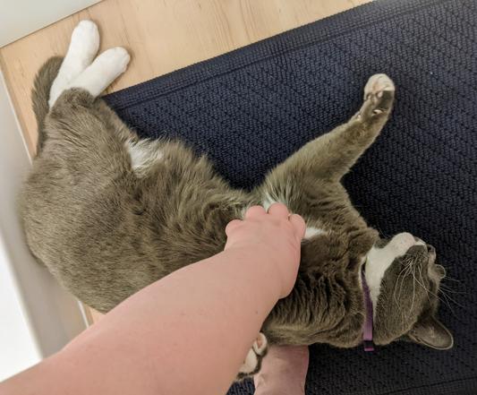 Calm, relaxed, living his best life getting belly rubs.