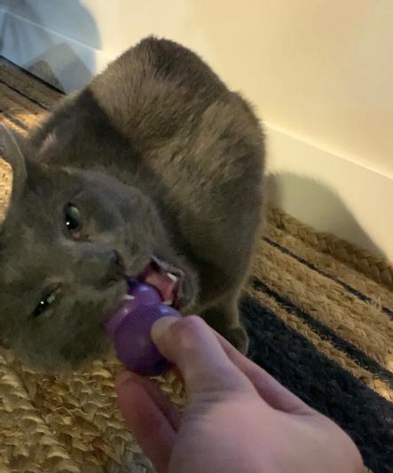 Kitty Kong for Treats & Play CHEAPER THAN CHEWY!