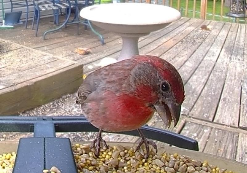 Male house finch enjoying lunch