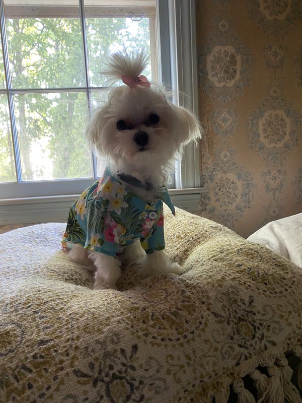 Angel looks Adorable