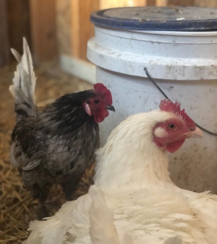 Mini Roo the banam rooster and Gloria the Cornish Cross.